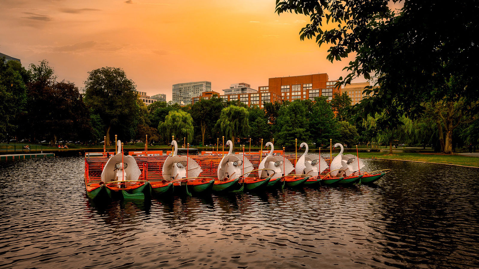 Swan Boats In Boston Public Garden